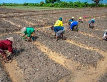 Pemerintah Berencana Bangun Lahan Pertanian 1 Juta Hektare di Merauke