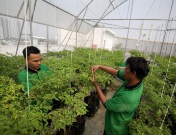 Pertamina Kembangkan Urban Farming di Atas Laut bagi Masyarakat Pesisir