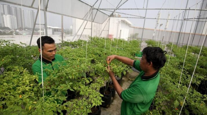 Pertamina Kembangkan Urban Farming di Atas Laut bagi Masyarakat Pesisir