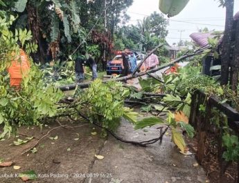 Hujan Lebat di Padang, Sejumlah Kawasan Tergenang Air, Pohon Tumbang