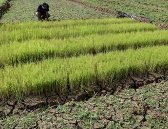 Kemarau, Petani di Sigi Andalkan Air Sumur Tanah untuk Antisipasi Kekeringan