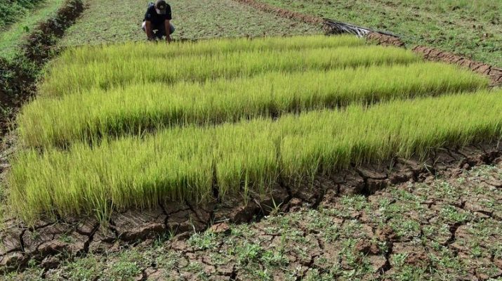 Kemarau, Petani di Sigi Andalkan Air Sumur Tanah untuk Antisipasi Kekeringan