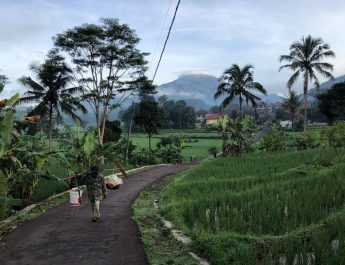 Kekeringan, Petani Kuningan Panen Dini