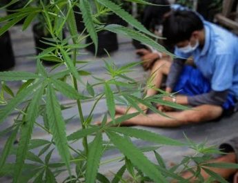 Waspada, Peredaran Ganja di Depok Meningkat