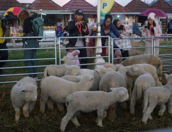 Dieng Culture Festival Resmi Dibuka, Peredaran Uang Diperkirakan Mencapai Rp50 Miliar