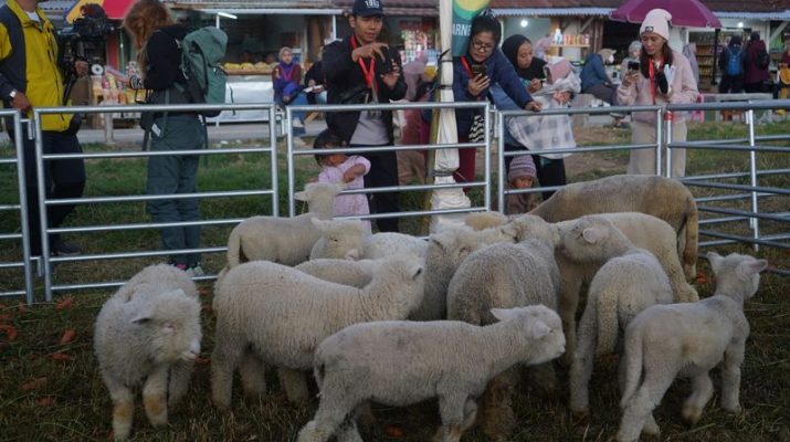 Dieng Culture Festival Resmi Dibuka, Peredaran Uang Diperkirakan Mencapai Rp50 Miliar