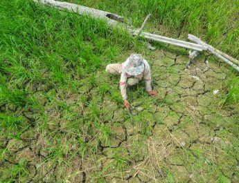 Intrusi Air Laut Ancam Area Pertanian di Cirebon