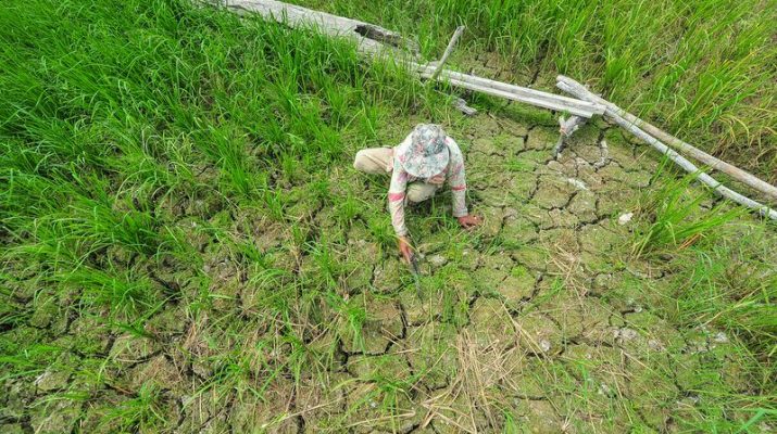 Intrusi Air Laut Ancam Area Pertanian di Cirebon