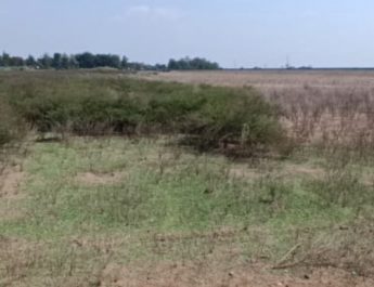 Luas Sawah Puso di Kabupaten Indramayu Terus Bertambah