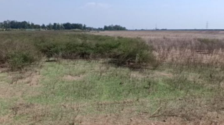 Luas Sawah Puso di Kabupaten Indramayu Terus Bertambah