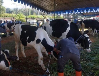 Lahan Rumput Terbatas, Peternak Sapi di Lembang Kesulitan Pakan Hijauan