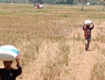 Petani Indramayu Mengalami Kerugian Besar Akibat Sawah Puso