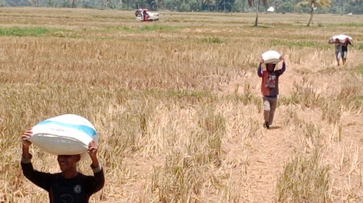 Petani Indramayu Mengalami Kerugian Besar Akibat Sawah Puso