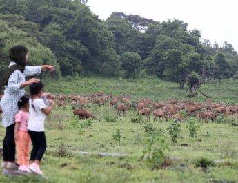 Mau Healing ke Banyuwangi? Ini 3 Tempat Terciamik