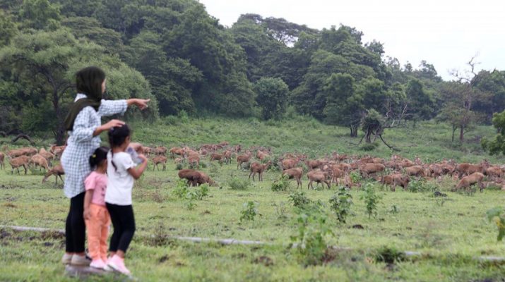 Mau Healing ke Banyuwangi? Ini 3 Tempat Terciamik