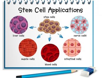 Waspadai Terapi Stem Cell Palsu