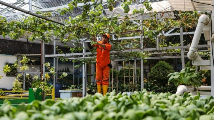 DPRD Dorong Pemprov DKI Tingkatkan Urban Farming