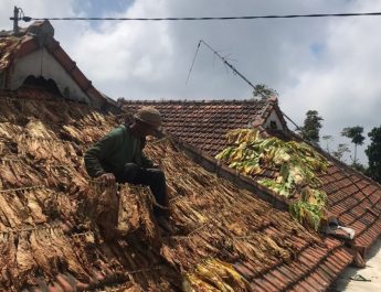 Petani Tembakau Merapi Boyolali Bubarkan Paguyuban Tengkulak