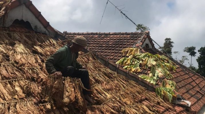 Petani Tembakau Merapi Boyolali Bubarkan Paguyuban Tengkulak