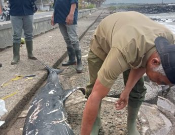 Seekor Lumba Lumba Risso Mati Terdampar di Pantai Pangandaran