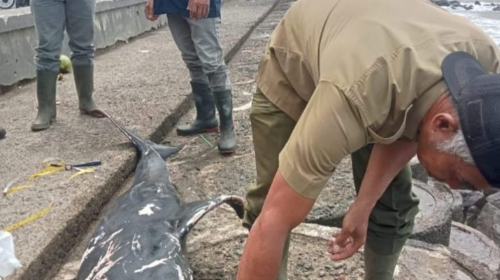 Seekor Lumba Lumba Risso Mati Terdampar di Pantai Pangandaran