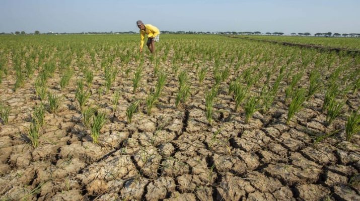 175 Hektare Sawah Kekeringan, Petani belum Dapat Pompa Air