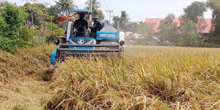 Harga Gabah Anjlok, Petani Aceh Resah