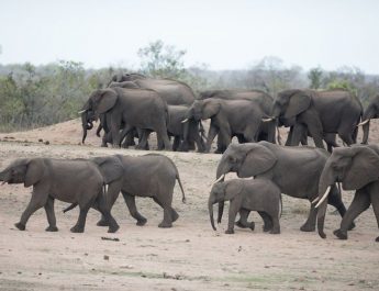 Namibia Rencanakan Pemusnahan 700 Hewan Liar untuk Mengatasi Kerawanan Pangan Akibat Kekeringan Terparah