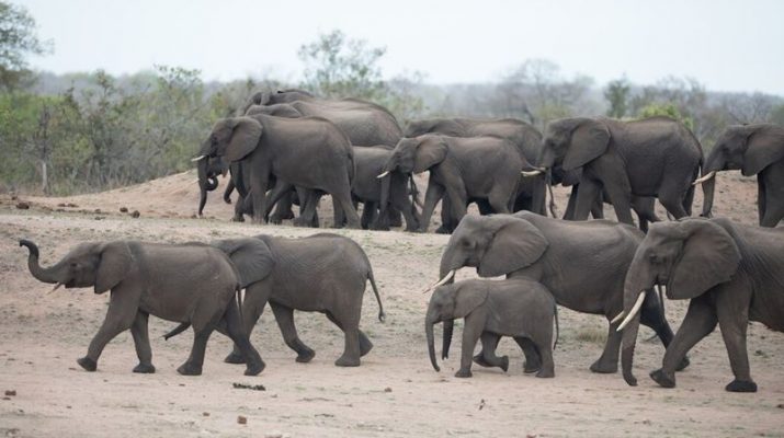 Namibia Rencanakan Pemusnahan 700 Hewan Liar untuk Mengatasi Kerawanan Pangan Akibat Kekeringan Terparah