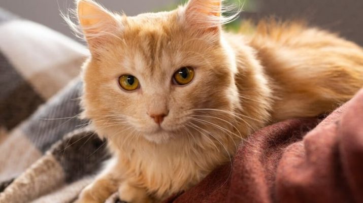 Hari Apresiasi Kucing Oranye: Merayakan Kehangatan Si Manja Berbulu Jingga