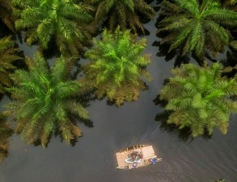 KLHK Tindak Lanjuti Temuan BPK Terkait Sawit Ilegal di Kawasan Hutan