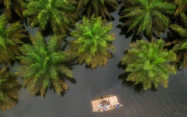 KLHK Tindak Lanjuti Temuan BPK Terkait Sawit Ilegal di Kawasan Hutan