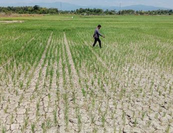 Kementan Gerak Cepat Atasi Sawah Kekeringan di Subang