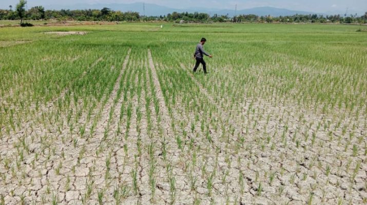 Kementan Gerak Cepat Atasi Sawah Kekeringan di Subang