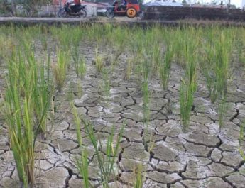 Tanaman Padi Terancam Mati, Petani Purwakarta Terpaksa Panen Dini