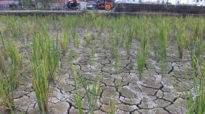 Tanaman Padi Terancam Mati, Petani Purwakarta Terpaksa Panen Dini