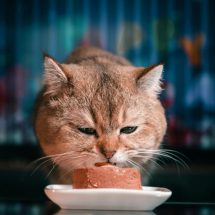 Alasan Kenapa Kucing Peliharaan Tetap Perlu Konsumsi Makanan Basah