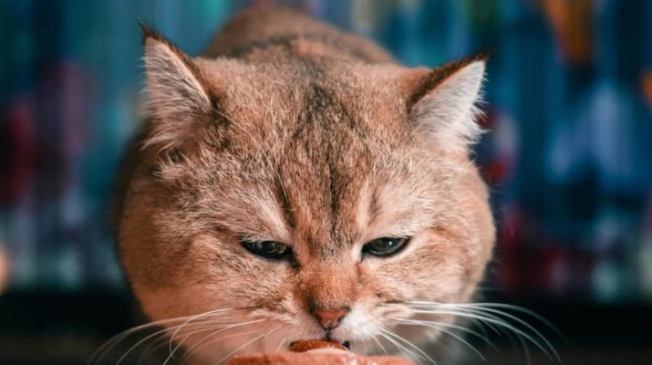 Alasan Kenapa Kucing Peliharaan Tetap Perlu Konsumsi Makanan Basah