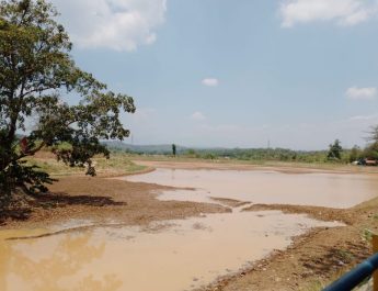 Danau di Purwakarta Mengering, Areal Pertanian Alami Puso