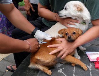 Rabies: Penyebab, Gejala, dan Cara Penanganan