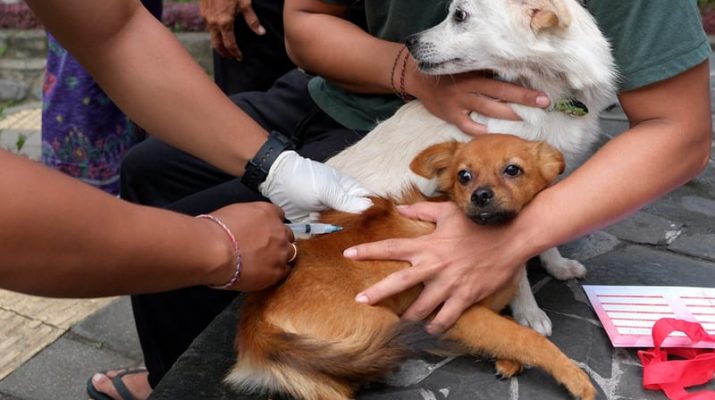 Rabies: Penyebab, Gejala, dan Cara Penanganan