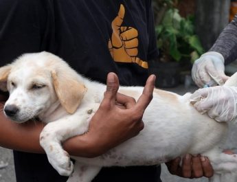 Kenapa Orang Terkena Rabies Takut Meminum Air?