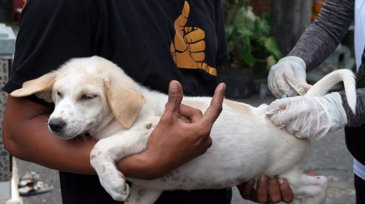 Kenapa Orang Terkena Rabies Takut Meminum Air?