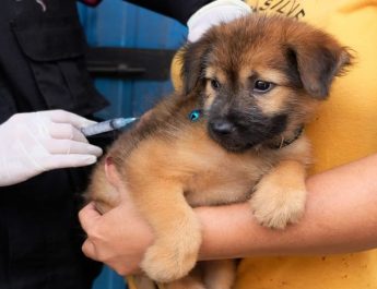 Hewan yang Paling Banyak Menularkan Rabies: Kenali, Cegah, dan Lindungi Keluarga Anda