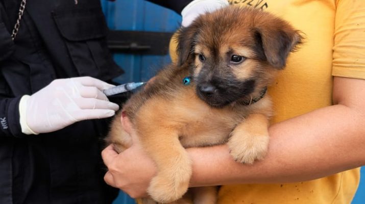 Hewan yang Paling Banyak Menularkan Rabies: Kenali, Cegah, dan Lindungi Keluarga Anda