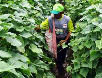 Tanpa Pasar Induk, Harga Sayuran di Majalengka Mahal