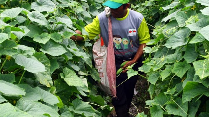 Tanpa Pasar Induk, Harga Sayuran di Majalengka Mahal