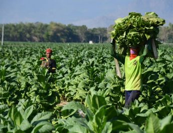 PP No 28/2024 Matikan Petani Tembakau dan Cengkih