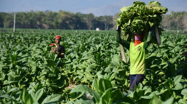 PP No 28/2024 Matikan Petani Tembakau dan Cengkih