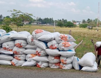 Petani Indramayu Panen Padi, Harga Gabah Tinggi